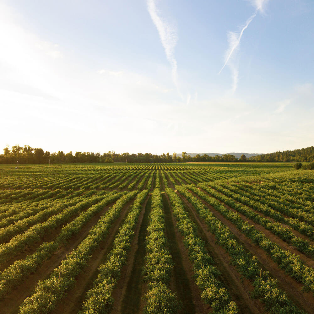 agriculture-unsplash